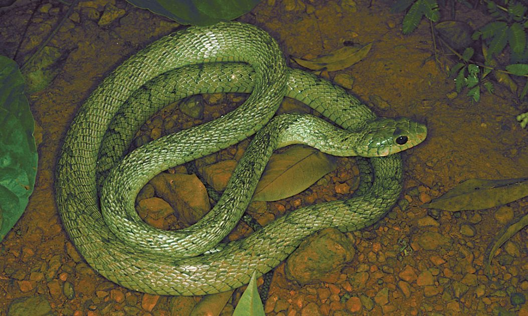 Serpentes da Amazônia: Instituto Butantan lançará guia ilustrado sobre os animais